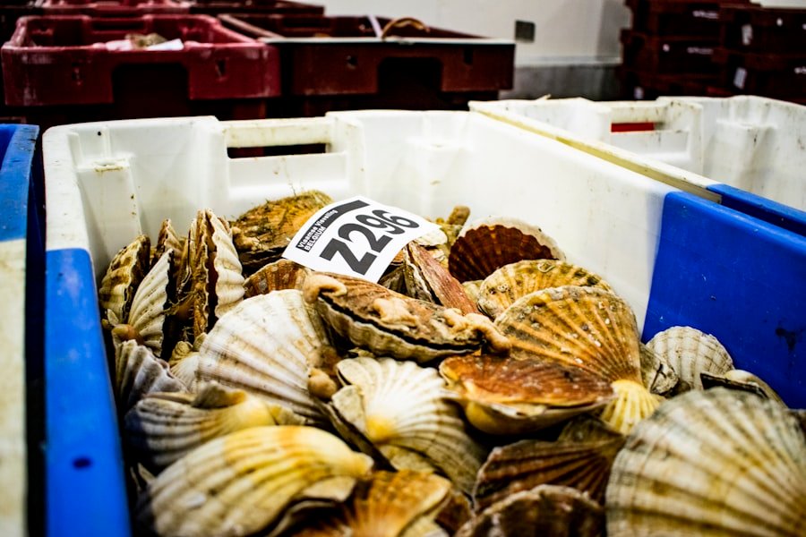 Pink Scallop