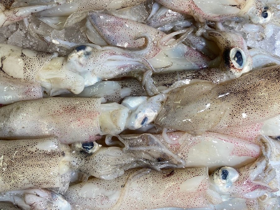 Fresh squid